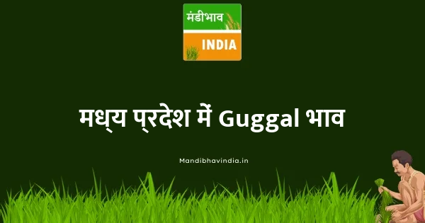 Guggal भाव